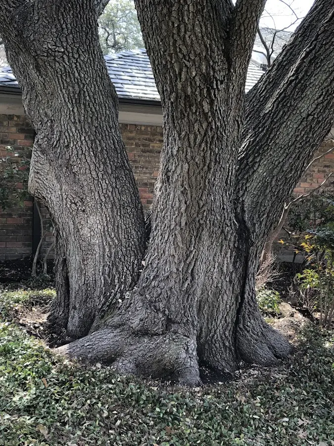 Mature heritage tree close to a Matheson property cared for by certified arborists