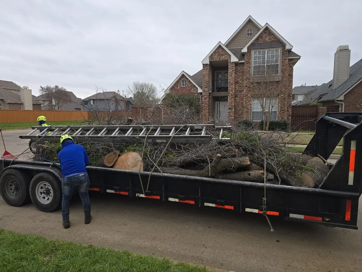 Expert Tree Removal with proper safety equipment in Matheson